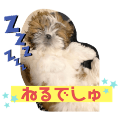 [LINEスタンプ] 【シーズー犬】なぎたまさんPart 1