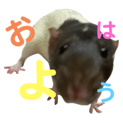[LINEスタンプ] ファンシーラットのきょうだい。