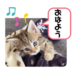 [LINEスタンプ] こまりのスタンプ1