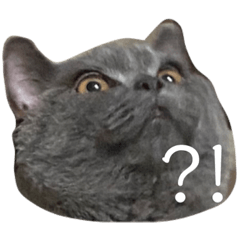 [LINEスタンプ] 友達んちのにゃんこちゃんたち