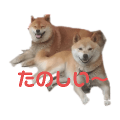[LINEスタンプ] ランちゃんとハチくん