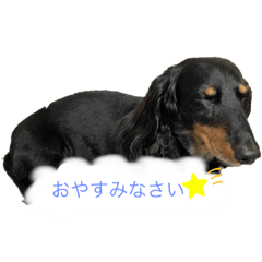 [LINEスタンプ] くーちゃん(①)