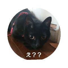 [LINEスタンプ] ごん 4