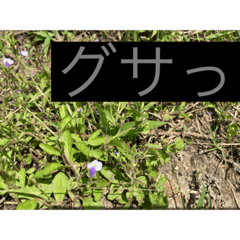[LINEスタンプ] 畑活、ハタカツ2