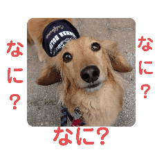 [LINEスタンプ] ダックスティノ