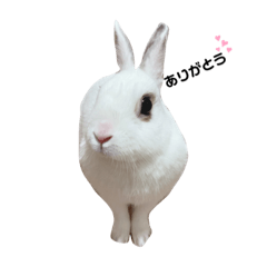 [LINEスタンプ] うさぎの大福さん