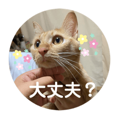 [LINEスタンプ] ぺぺちゃんのかわいい毎日 その2