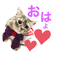 [LINEスタンプ] サイベリアンのキキたん