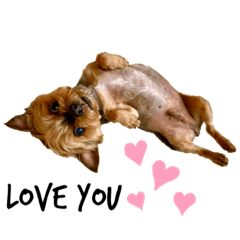 [LINEスタンプ] ヨークシャーワンちゃん