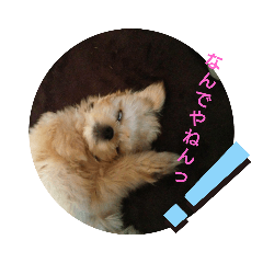 [LINEスタンプ] 愛犬もなちゃん