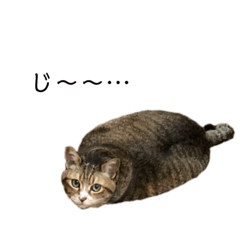 [LINEスタンプ] ちゃりスタンプ