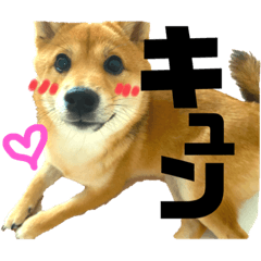 [LINEスタンプ] 豆柴うみ 恋するスタンプー