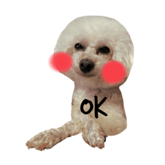 [LINEスタンプ] ぷりぷり(トイプードル)