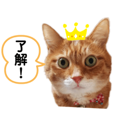 [LINEスタンプ] 野良猫もみな、家族だよ