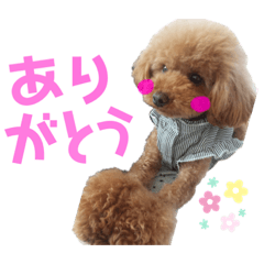 [LINEスタンプ] 毎日もこちゃん