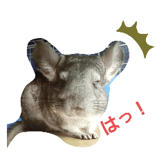 [LINEスタンプ] うちのチンチラさん