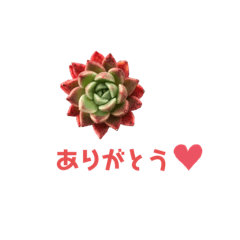 [LINEスタンプ] 多肉であいさつ