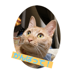 [LINEスタンプ] パパとぺぺ その3