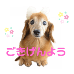 [LINEスタンプ] るーさま❤️