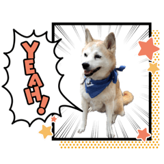 [LINEスタンプ] しばいぬ くるみちゃん