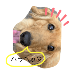 [LINEスタンプ] こうめい教