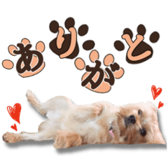 [LINEスタンプ] くうちゃんのスタンプ(1)