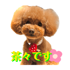 [LINEスタンプ] 茶々とセーラのスタンプ1