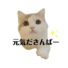 [LINEスタンプ] ねこちこ②