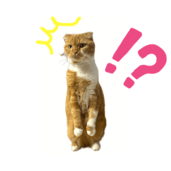 [LINEスタンプ] 使いやすいスコティッシュスタンプ