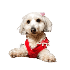 [LINEスタンプ] 実家の犬！①