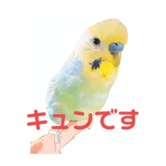 [LINEスタンプ] インコちゃんスタンプだよ