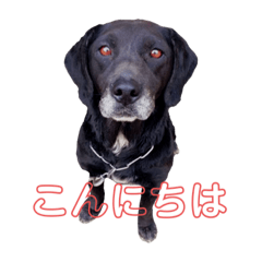 [LINEスタンプ] Our dog Maron