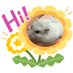 [LINEスタンプ] ハムスターのおもち★