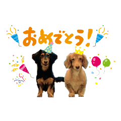 [LINEスタンプ] ミニチュアダックスちびまろの日常
