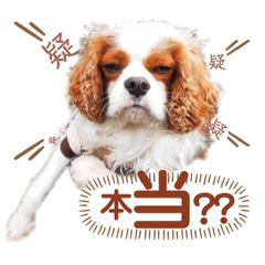 [LINEスタンプ] キャバリア♂ライト_毎日ゆるカワ 漢字ver.