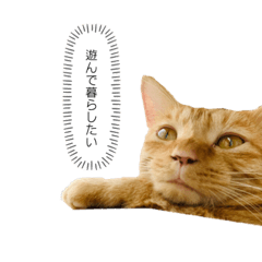 [LINEスタンプ] わりと使いやすい猫