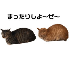 [LINEスタンプ] いえネコのスタンプ
