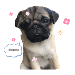 [LINEスタンプ] かわいいこいぬ(ソズ)