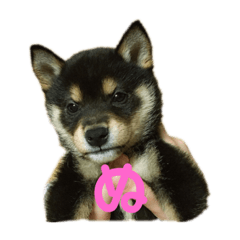 [LINEスタンプ] 黒柴のごま