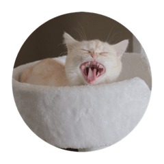 [LINEスタンプ] ちくわのにちじょう