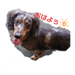 [LINEスタンプ] 茨城犬くぅ