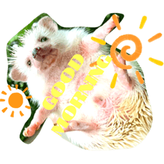 [LINEスタンプ] うさぎ はりねずみ