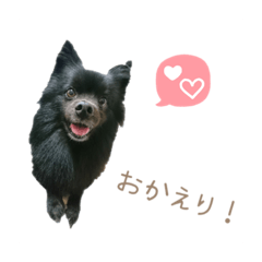 [LINEスタンプ] オレオとそら (日常生活編)
