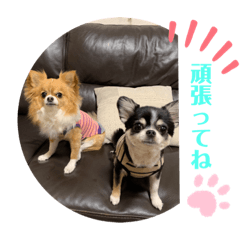 [LINEスタンプ] kocolita♡ロングコートチワワ⑤