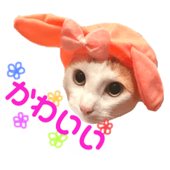 [LINEスタンプ] 茶白猫 チャイの日常3