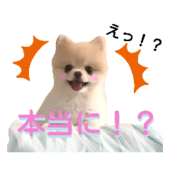 [LINEスタンプ] リアルDOG ポメラニアンCOCOまだ赤ちゃん3