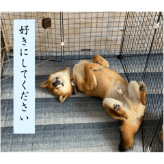 [LINEスタンプ] 柴犬 葵＆柚子のスタンプ