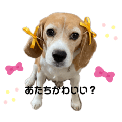 [LINEスタンプ] ビーグル かのん♡