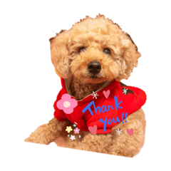 [LINEスタンプ] トイプードルのきらぽん