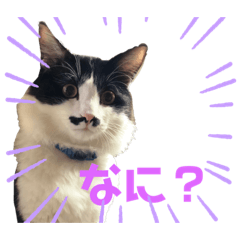 [LINEスタンプ] ラナ 、ダイス、マル、みーちゃん